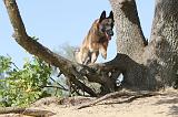 MALINOIS 178